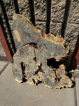 Buckeye Burl Slab